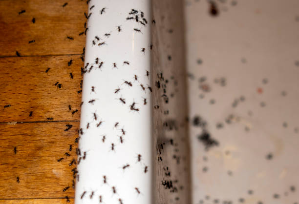 Best Residential Pest Control  in Deland, FL