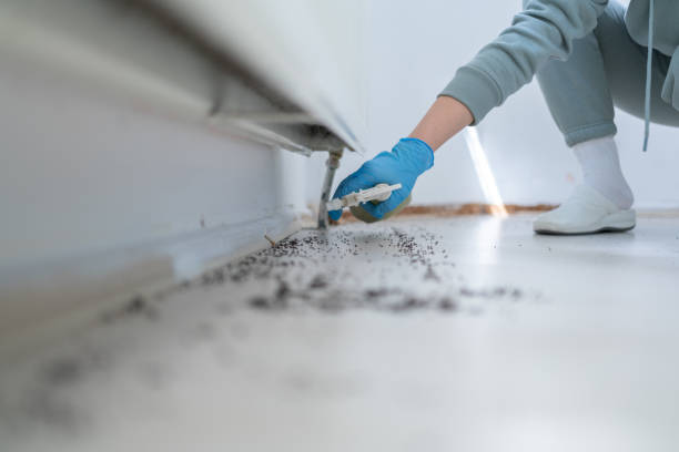 Wasp Removal Services in Deland, FL